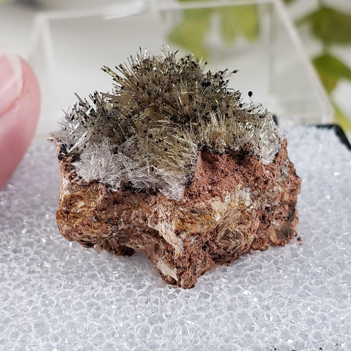  Chalcophanite on Scholzite | Display Box | Rare Combination | Reaphook Hill, South Australia | SO24 