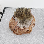  Chalcophanite on Scholzite | Display Box | Rare Combination | Reaphook Hill, South Australia | SO24 6