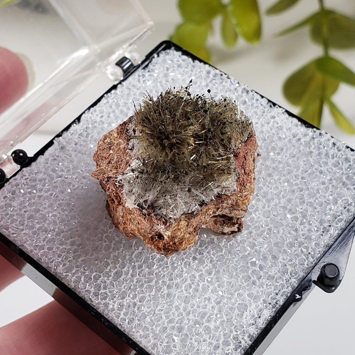  Chalcophanite on Scholzite | Display Box | Rare Combination | Reaphook Hill, South Australia | SO24 7