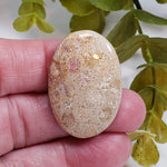  Chrysanthemum Coral Fossil | Fossilized Coral Untreated | 36.7x25.4mm 43.60ct | Polished Gemstone Cabochon | Africa | SO24 