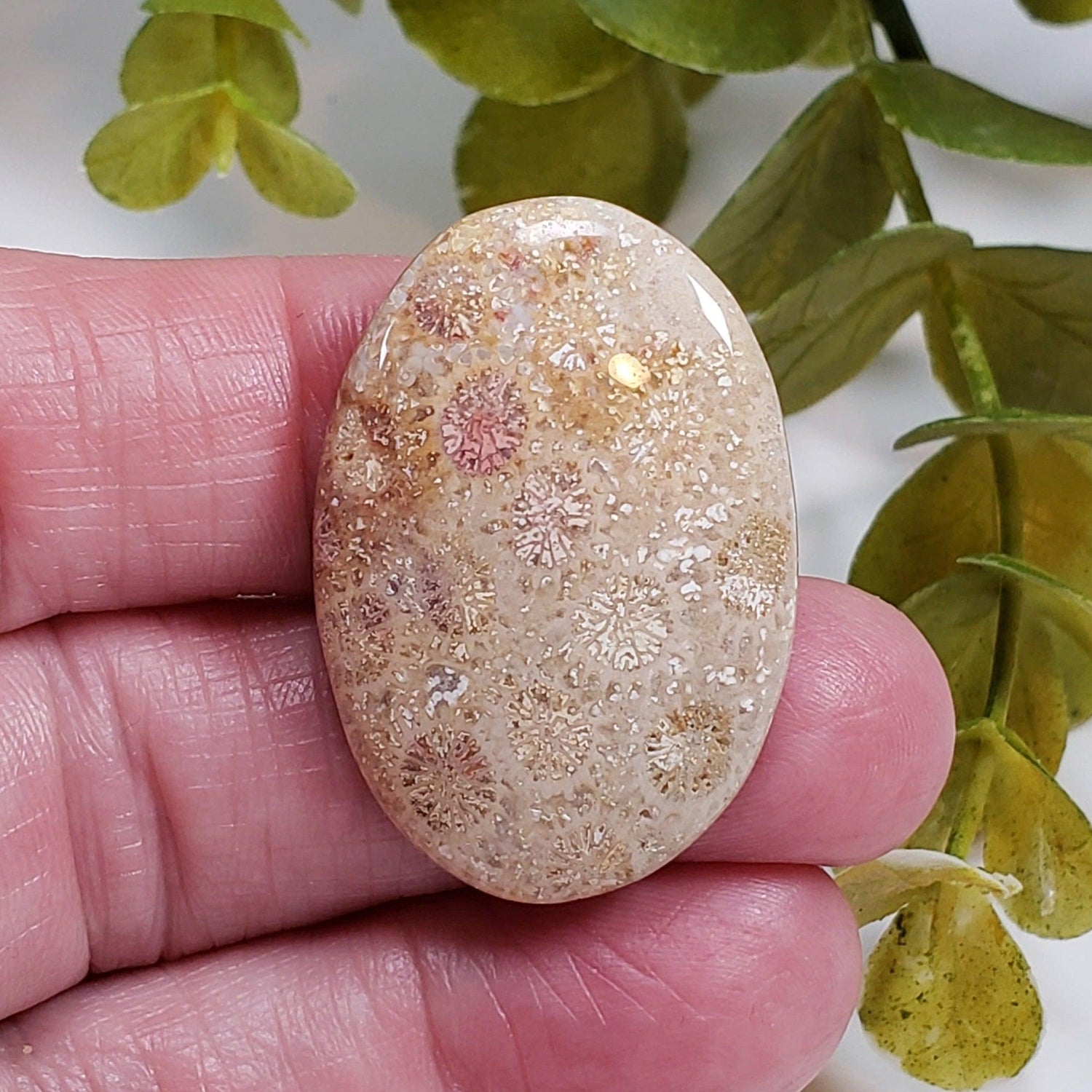  Chrysanthemum Coral Fossil | Fossilized Coral Untreated | 36.7x25.4mm 43.60ct | Polished Gemstone Cabochon | Africa | SO24 