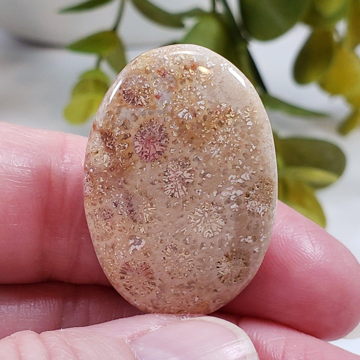  Chrysanthemum Coral Fossil | Fossilized Coral Untreated | 36.7x25.4mm 43.60ct | Polished Gemstone Cabochon | Africa | SO24 1