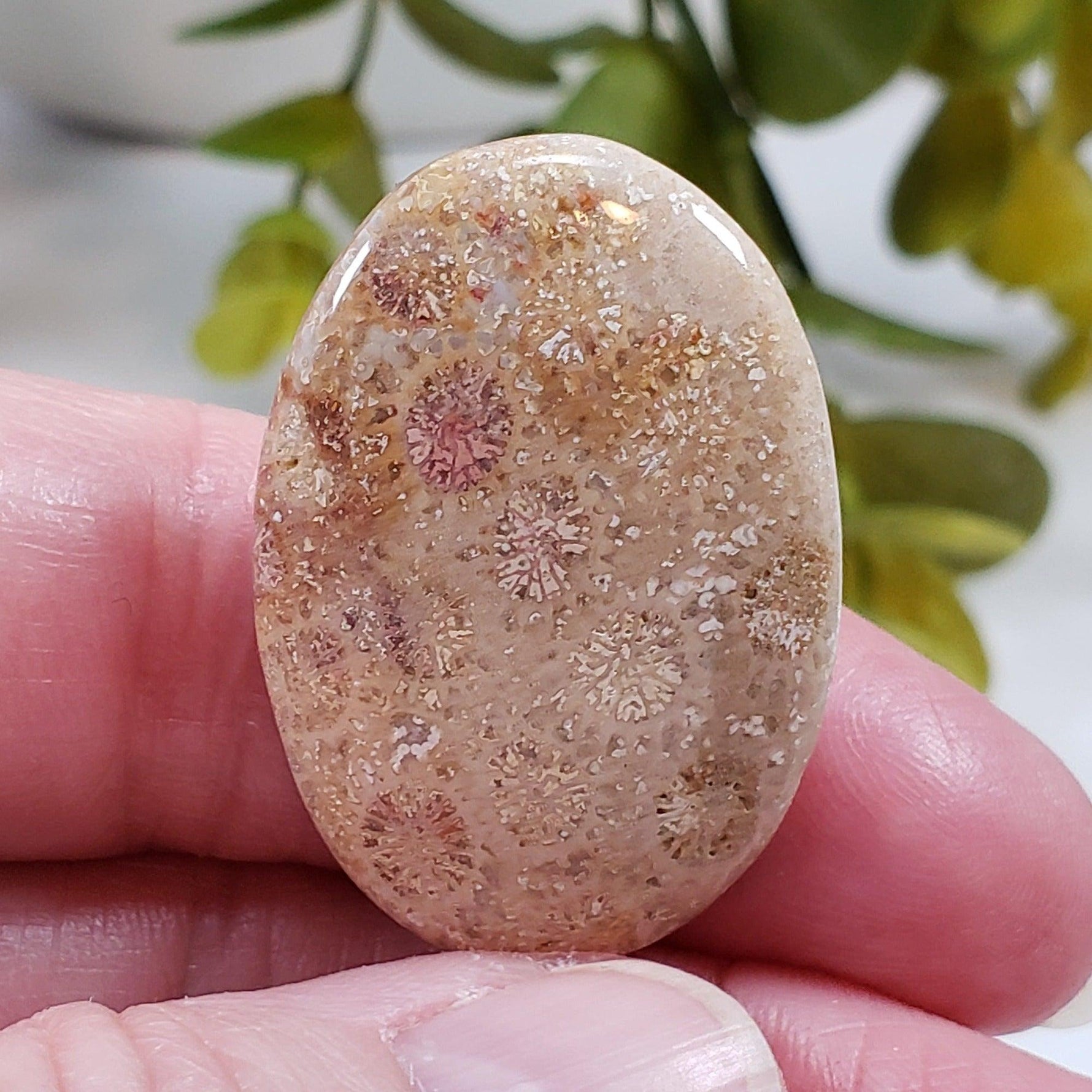  Chrysanthemum Coral Fossil | Fossilized Coral Untreated | 36.7x25.4mm 43.60ct | Polished Gemstone Cabochon | Africa | SO24 1