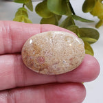  Chrysanthemum Coral Fossil | Fossilized Coral Untreated | 36.7x25.4mm 43.60ct | Polished Gemstone Cabochon | Africa | SO24 2