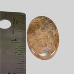  Chrysanthemum Coral Fossil | Fossilized Coral Untreated | 37.6x22.5mm 39.40ct | Polished Gemstone Cabochon | Africa | SO24 3