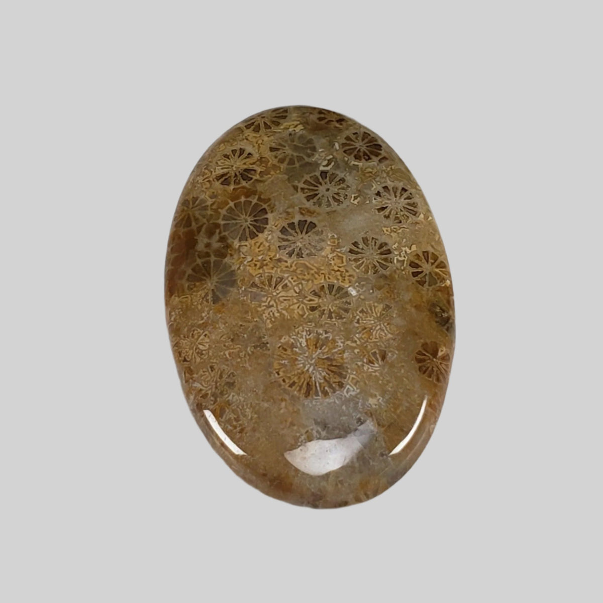  Chrysanthemum Coral Fossil | Fossilized Coral Untreated | 37.6x22.5mm 39.40ct | Polished Gemstone Cabochon | Africa | SO24 4