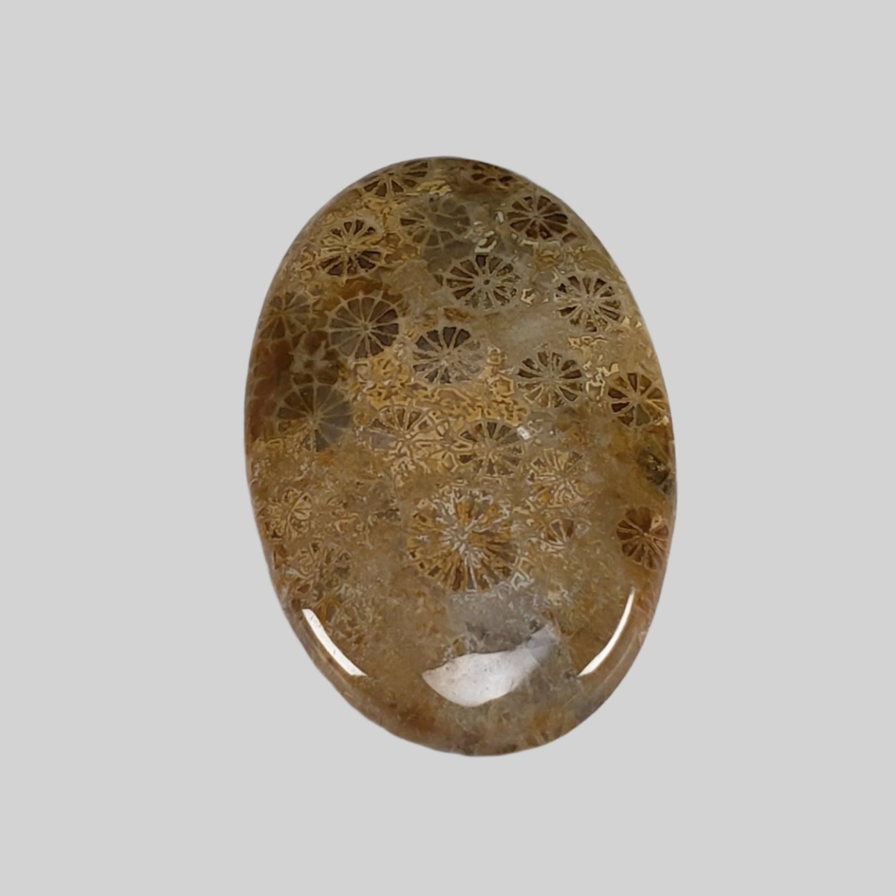  Chrysanthemum Coral Fossil | Fossilized Coral Untreated | 37.6x22.5mm 39.40ct | Polished Gemstone Cabochon | Africa | SO24 4