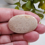  Chrysanthemum Coral Fossil | Fossilized Coral Untreated | 44.6x28.9mm 59.65ct | Polished Gemstone Cabochon | Africa | SO24 1