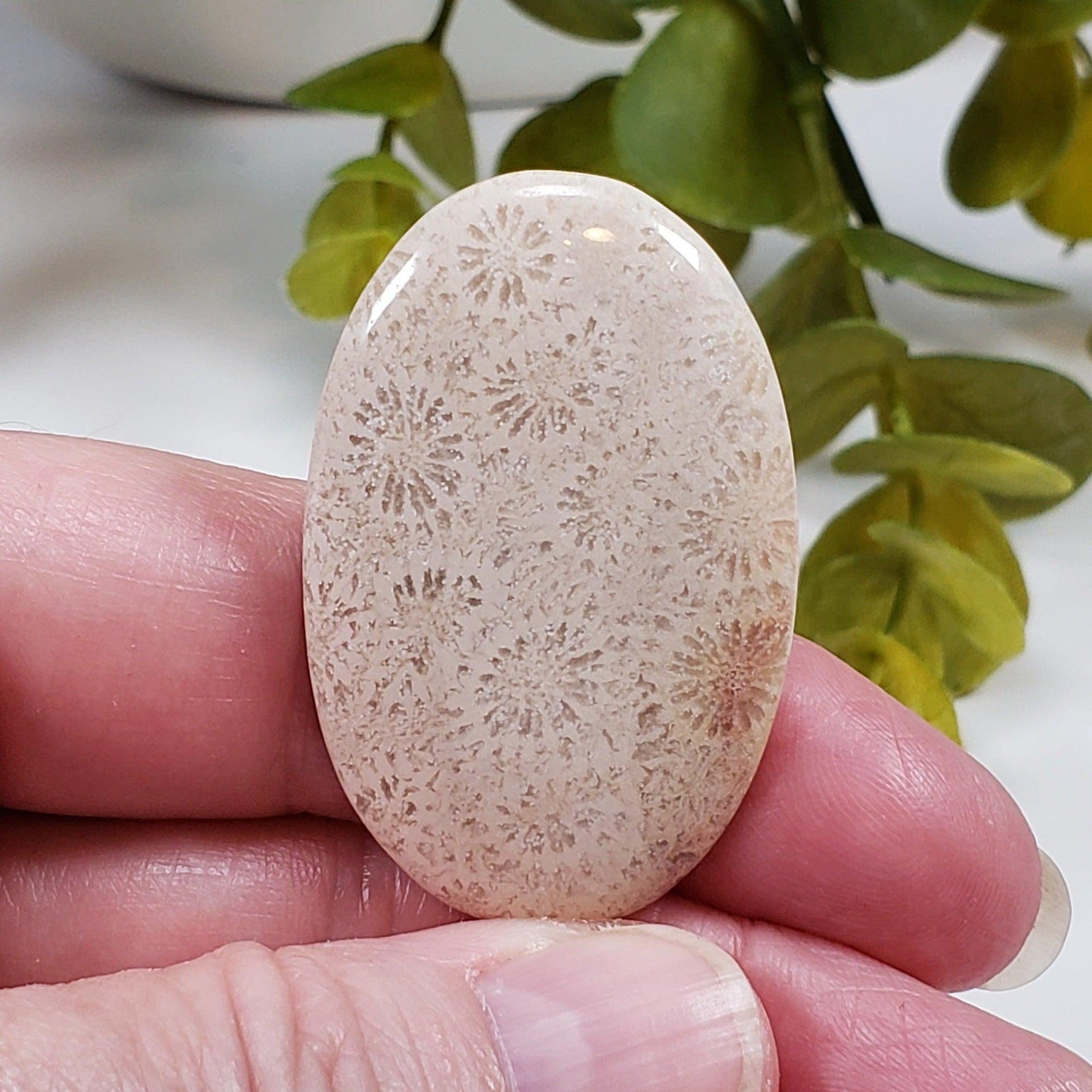  Chrysanthemum Coral Fossil | Fossilized Coral Untreated | 44.6x28.9mm 59.65ct | Polished Gemstone Cabochon | Africa | SO24 2
