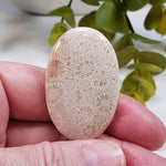  Chrysanthemum Coral Fossil | Fossilized Coral Untreated | 44.6x28.9mm 59.65ct | Polished Gemstone Cabochon | Africa | SO24 3