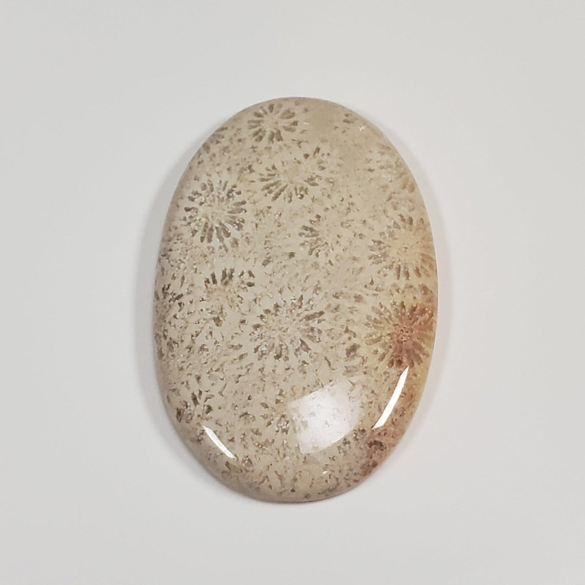  Chrysanthemum Coral Fossil | Fossilized Coral Untreated | 44.6x28.9mm 59.65ct | Polished Gemstone Cabochon | Africa | SO24 4