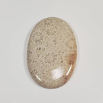  Chrysanthemum Coral Fossil | Fossilized Coral Untreated | 44.6x28.9mm 59.65ct | Polished Gemstone Cabochon | Africa | SO24 4
