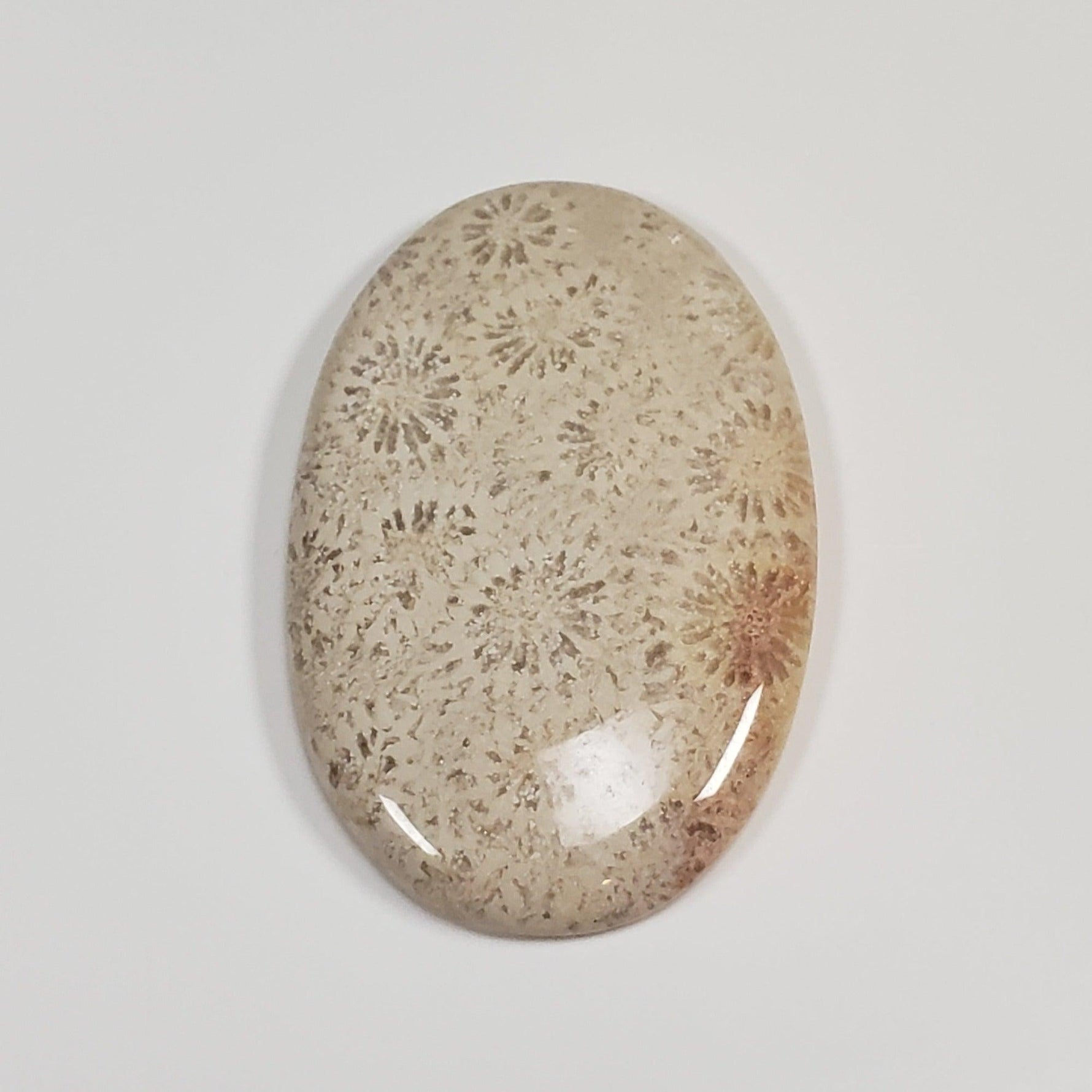  Chrysanthemum Coral Fossil | Fossilized Coral Untreated | 44.6x28.9mm 59.65ct | Polished Gemstone Cabochon | Africa | SO24 4
