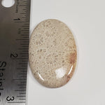  Chrysanthemum Coral Fossil | Fossilized Coral Untreated | 44.6x28.9mm 59.65ct | Polished Gemstone Cabochon | Africa | SO24 5