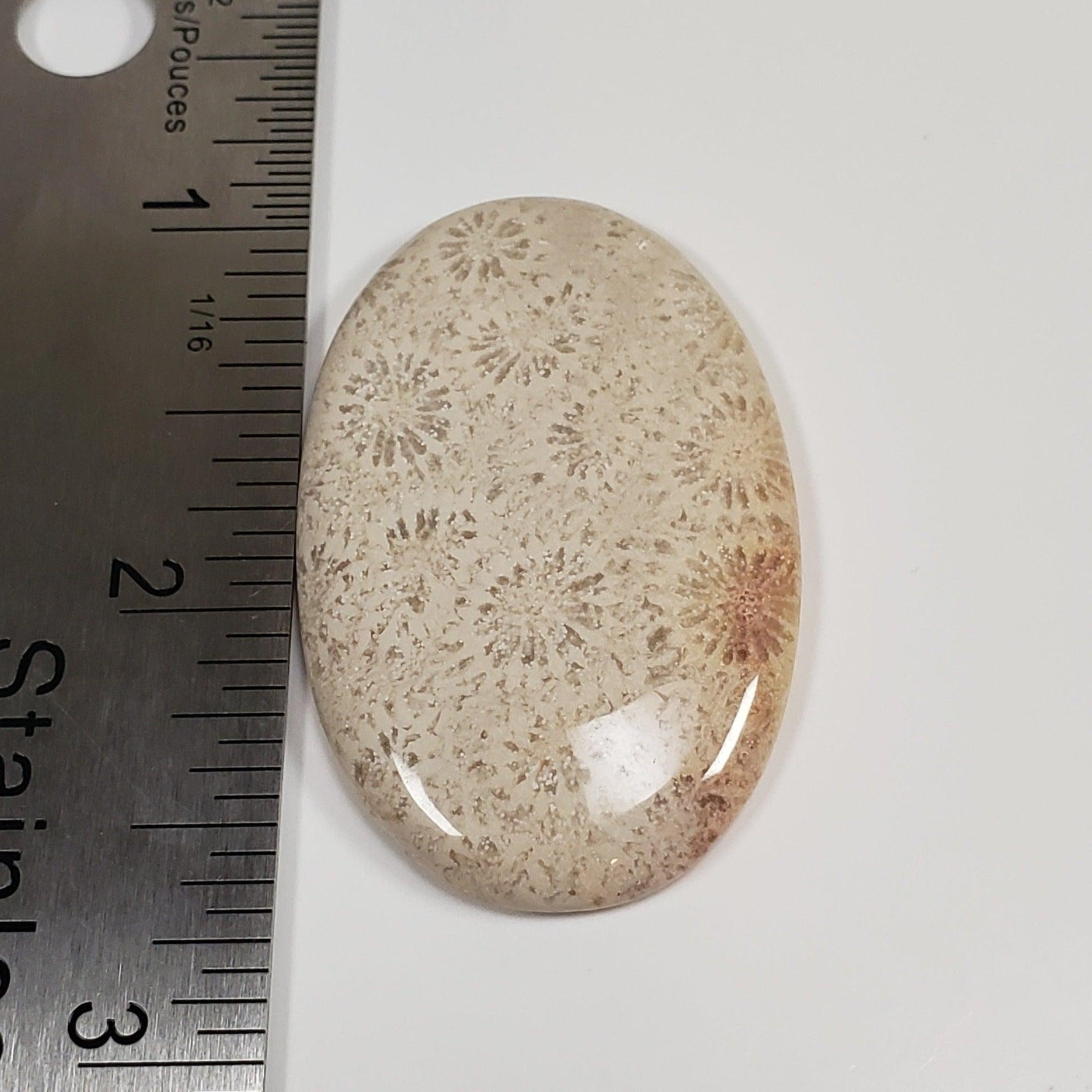  Chrysanthemum Coral Fossil | Fossilized Coral Untreated | 44.6x28.9mm 59.65ct | Polished Gemstone Cabochon | Africa | SO24 5