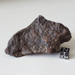  Dhofar 221 Meteorite | 168.8 Grams | Individual | L5 Shocked Chondrite | Sahara 