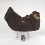  Dhofar 273 Meteorite | 75.60 Grams | Slice | L5 Chondrite | Sahara | SO24 