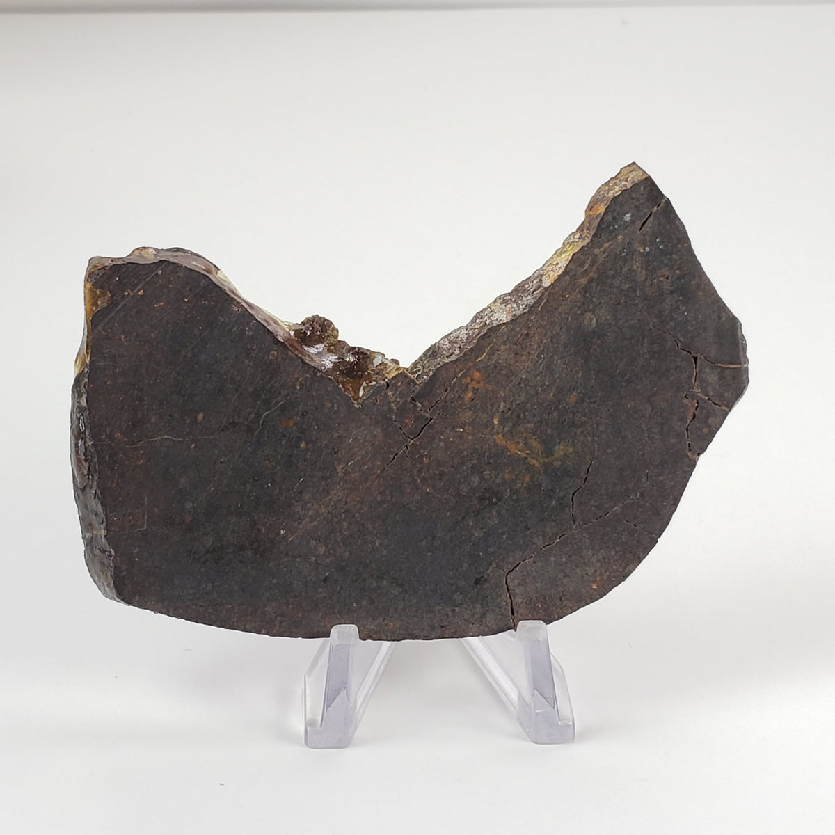  Dhofar 273 Meteorite | 75.60 Grams | Slice | L5 Chondrite | Sahara | SO24 1