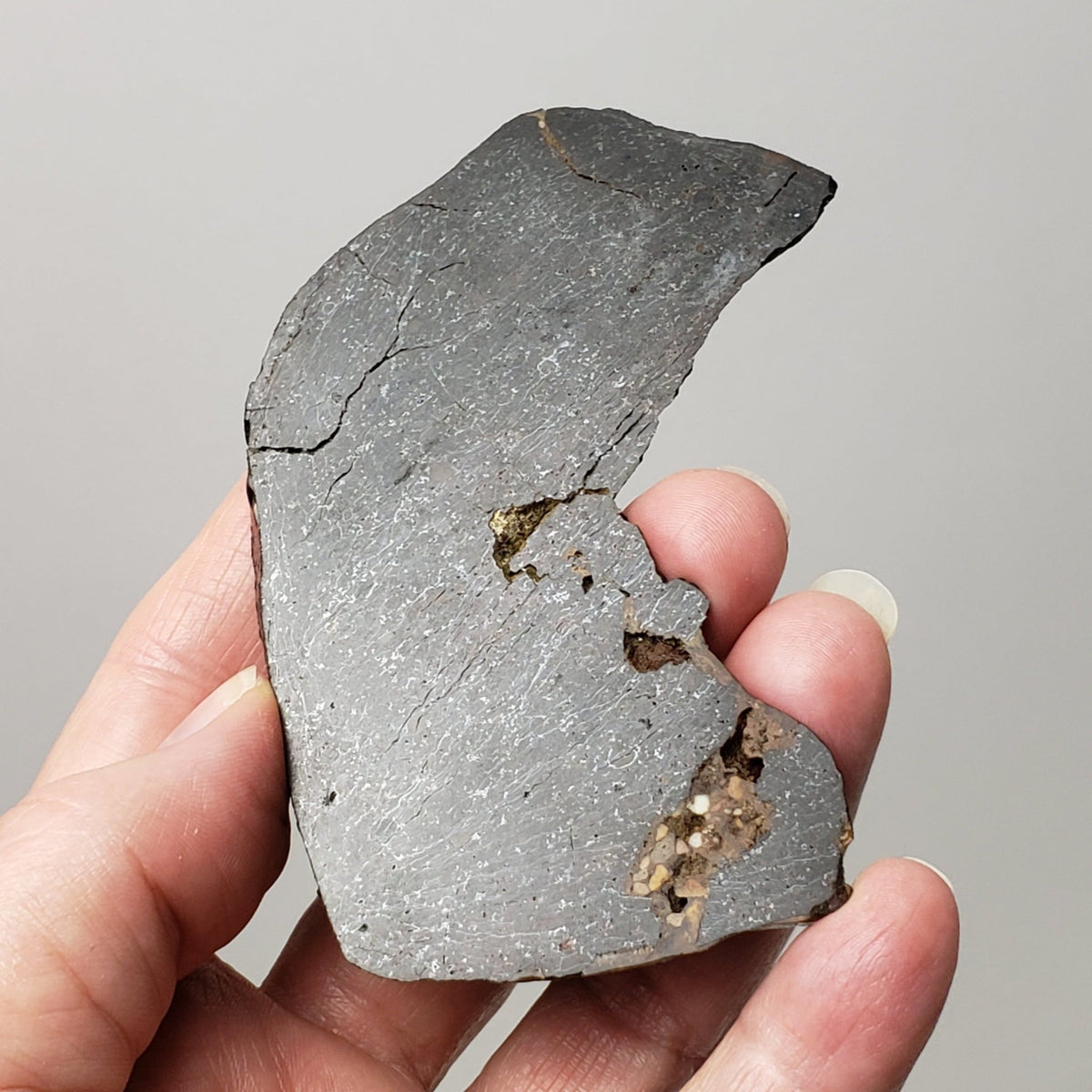  Dhofar 273 Meteorite | 75.60 Grams | Slice | L5 Chondrite | Sahara | SO24 4