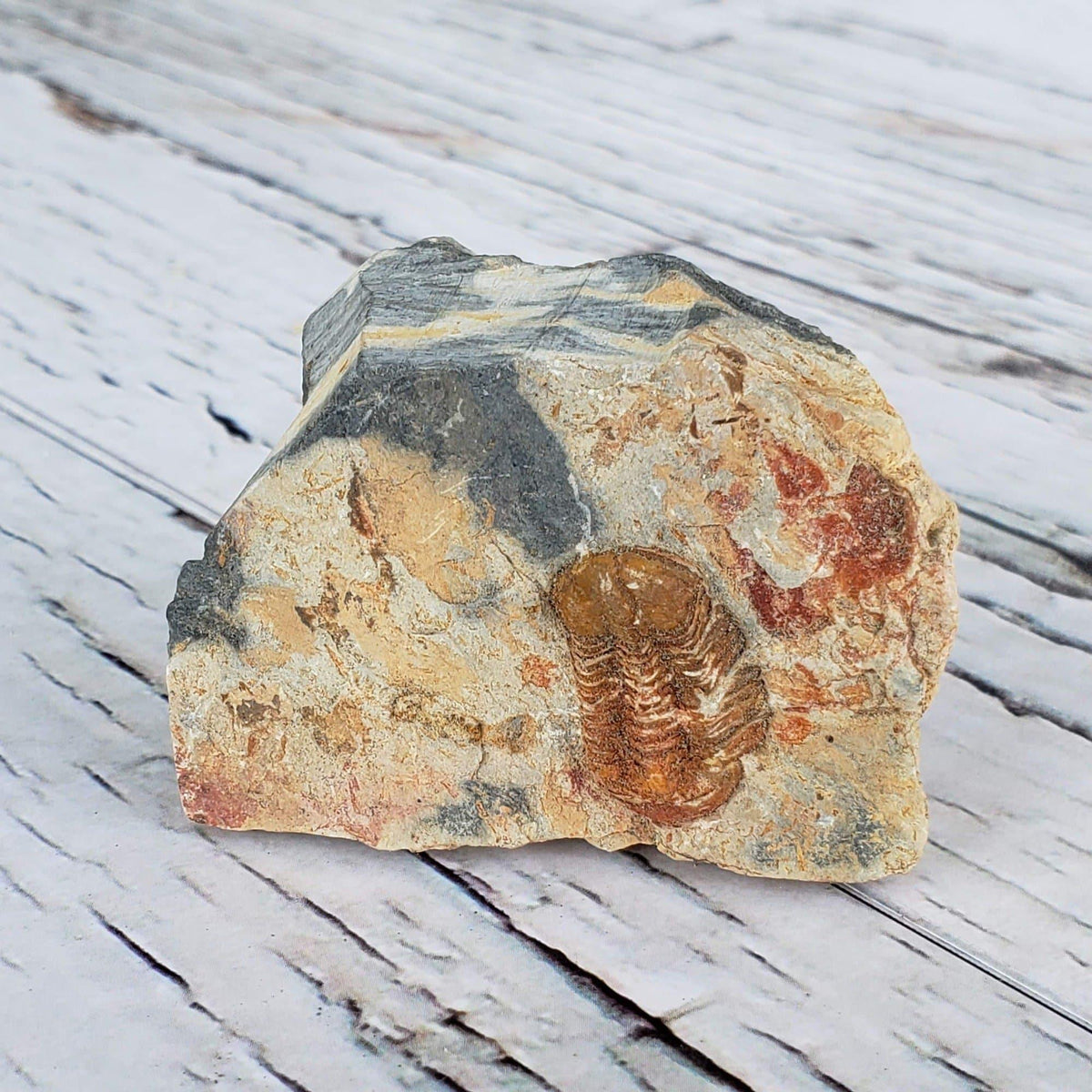  Ductina Vietnamica Fossil | Natural Fossilized Trilobite in Host Rock | Guangxi Province | SO24 