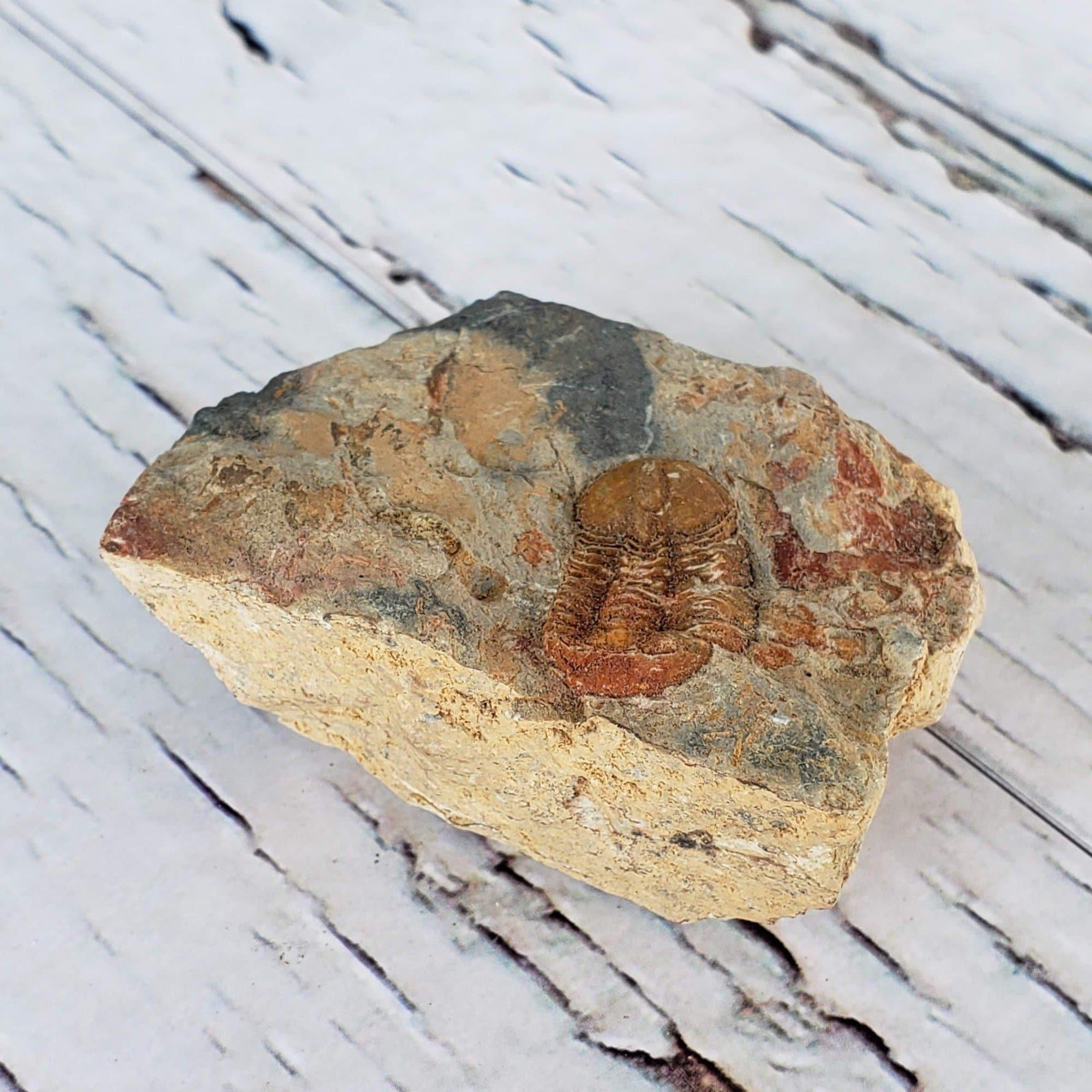  Ductina Vietnamica Fossil | Natural Fossilized Trilobite in Host Rock | Guangxi Province | SO24 1