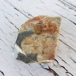  Ductina Vietnamica Fossil | Natural Fossilized Trilobite in Host Rock | Guangxi Province | SO24 2