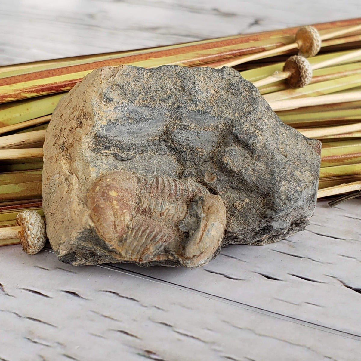  Ductina Vietnamica Fossil | Natural Fossilized Trilobite in Host Rock | Guangxi Province | SO24 