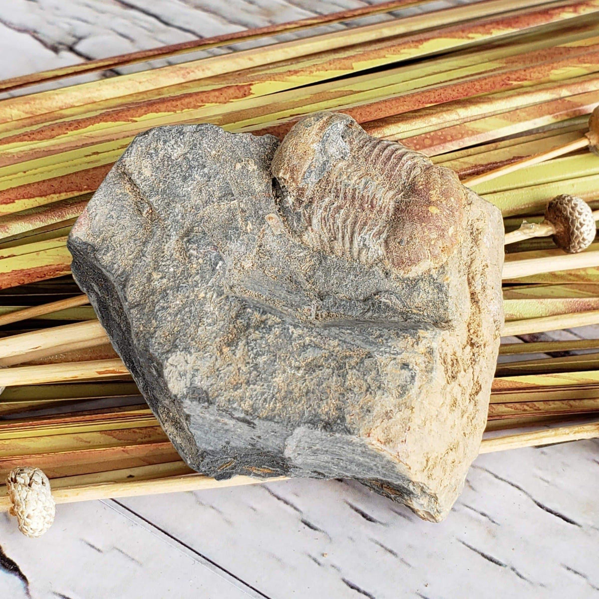  Ductina Vietnamica Fossil | Natural Fossilized Trilobite in Host Rock | Guangxi Province | SO24 1