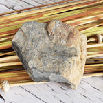  Ductina Vietnamica Fossil | Natural Fossilized Trilobite in Host Rock | Guangxi Province | SO24 1