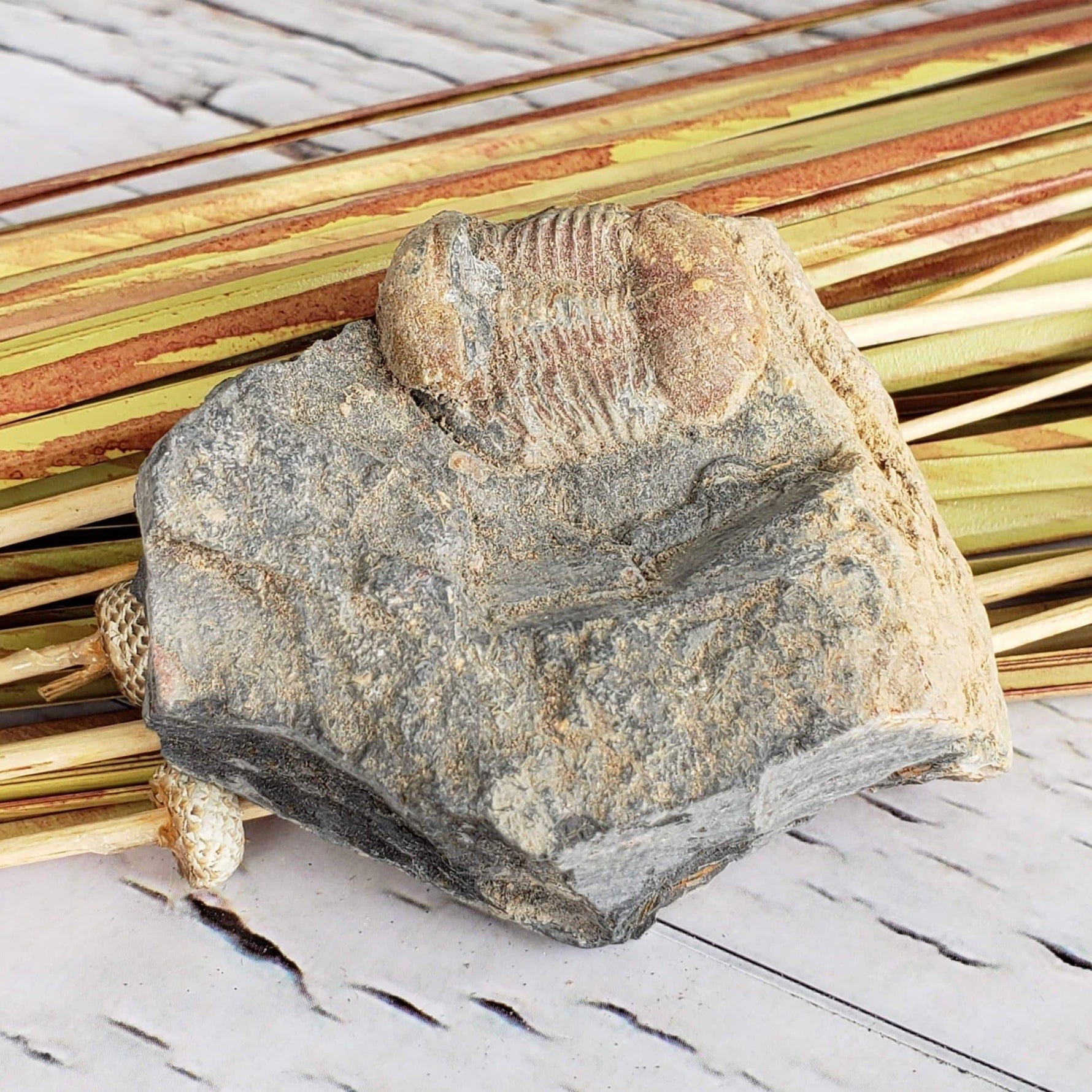  Ductina Vietnamica Fossil | Natural Fossilized Trilobite in Host Rock | Guangxi Province | SO24 2
