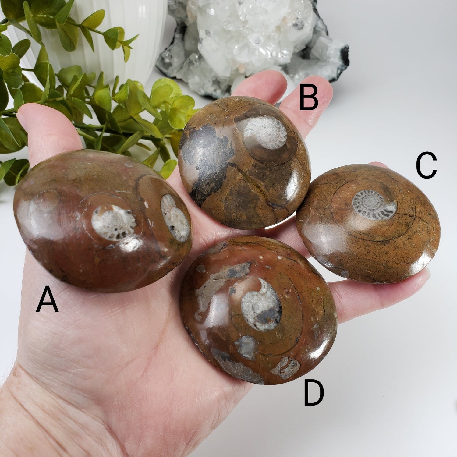  Fossilized Ammonite in Polished Marble 1