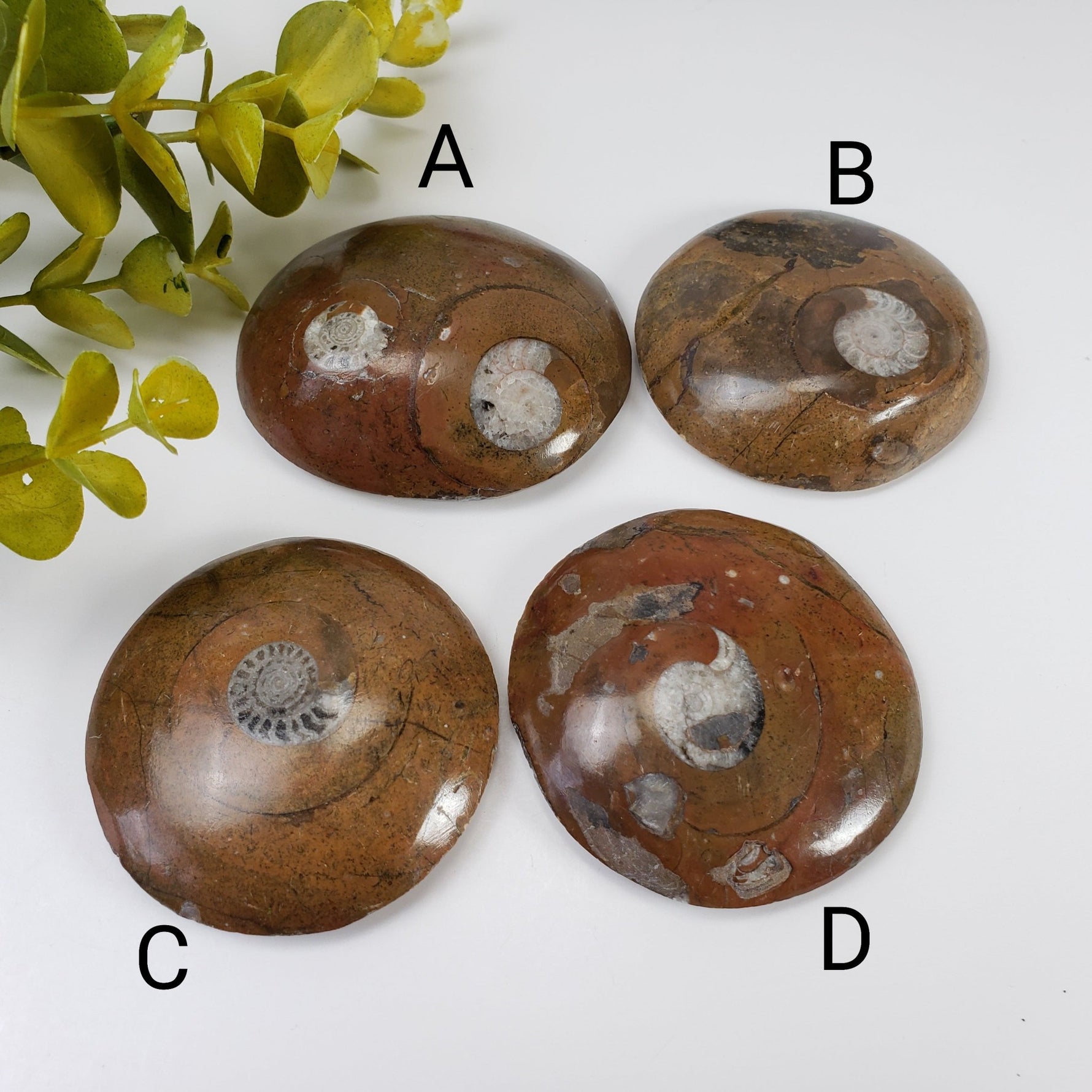  Fossilized Ammonite in Polished Marble 