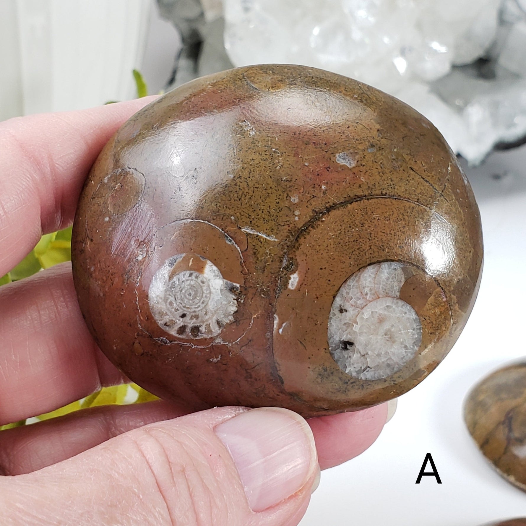  Fossilized Ammonite in Polished Marble 2