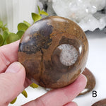  Fossilized Ammonite in Polished Marble 3