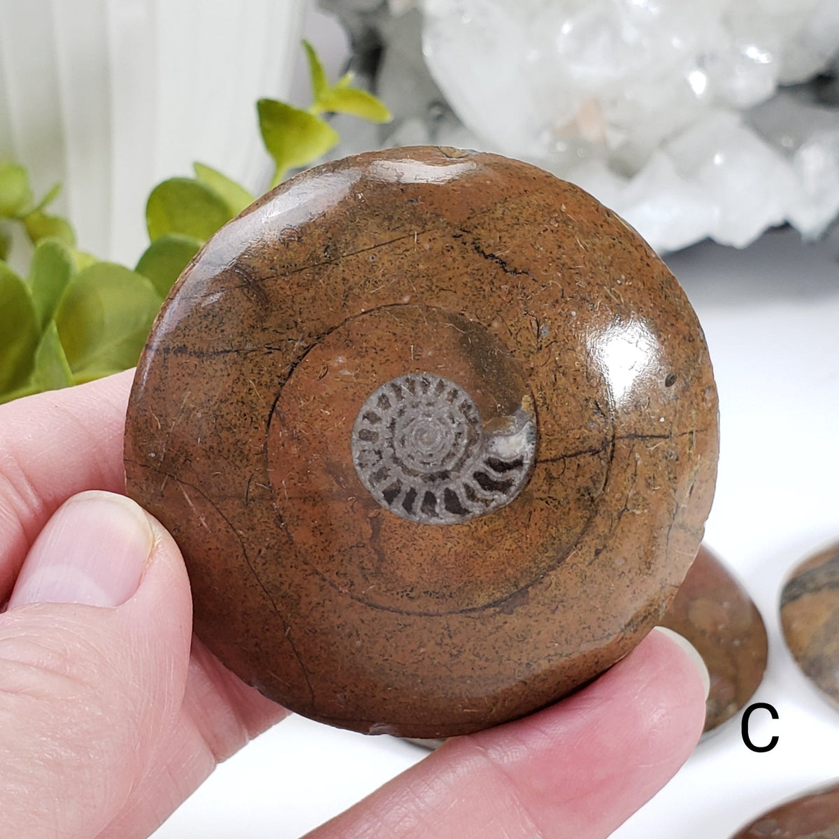  Fossilized Ammonite in Polished Marble 4