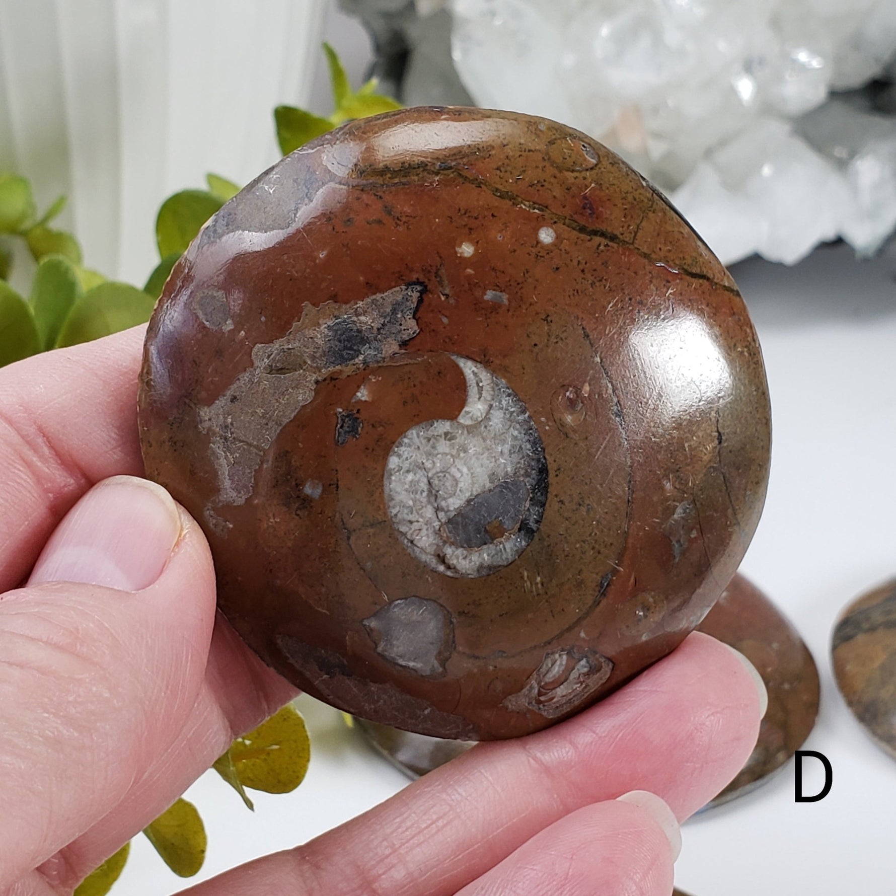  Fossilized Ammonite in Polished Marble 5