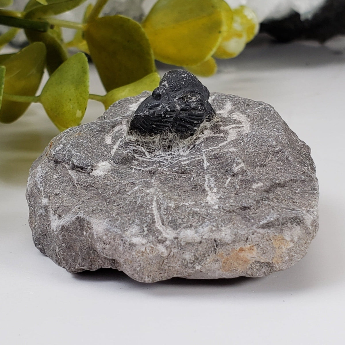  Fossilized Trilobite in Host Rock | Morocco 