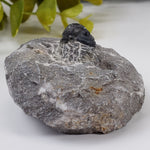  Fossilized Trilobite in Host Rock | Morocco 2