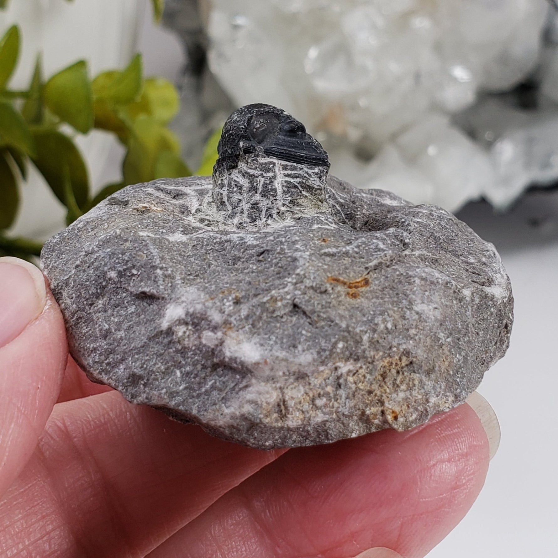  Fossilized Trilobite in Host Rock | Morocco 4