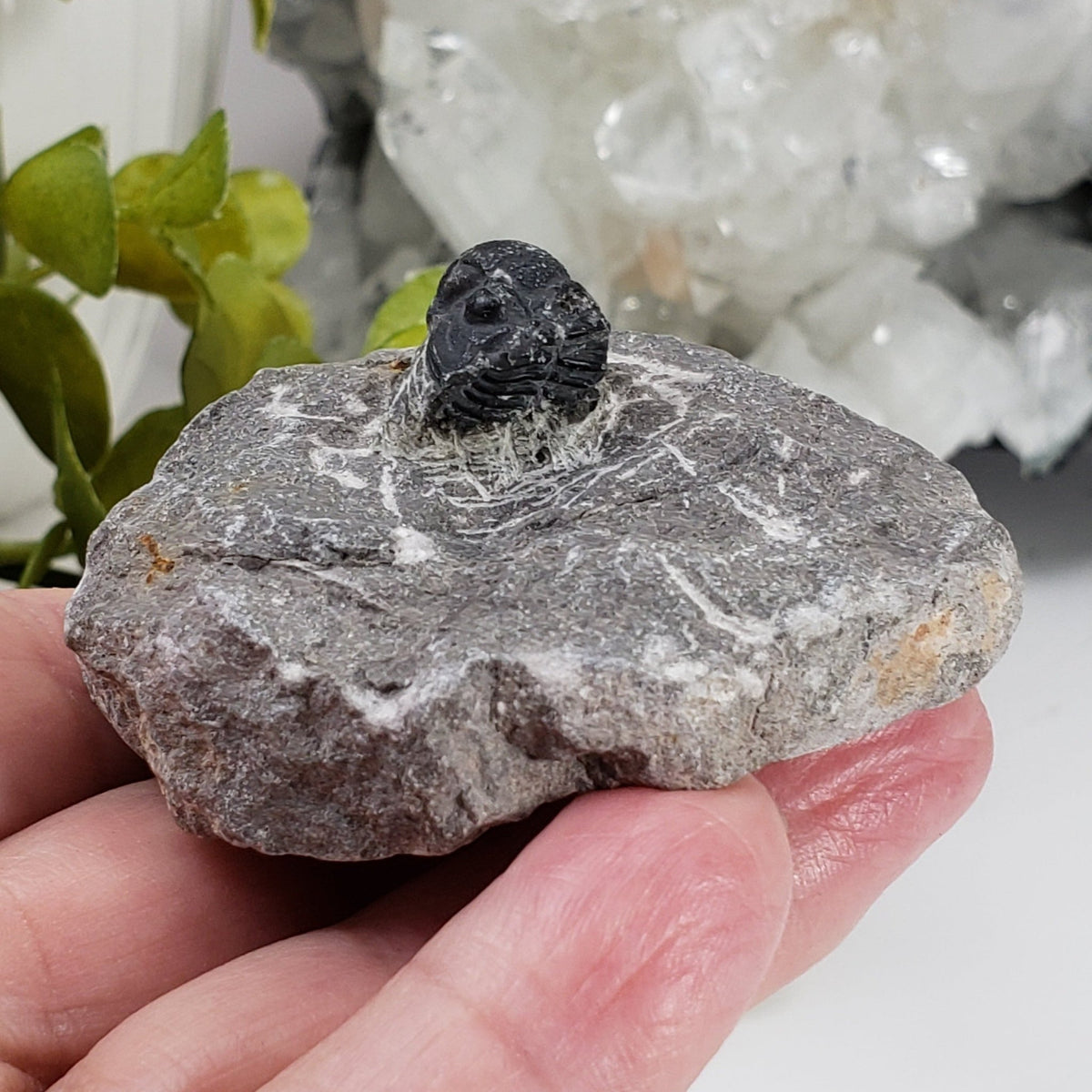  Fossilized Trilobite in Host Rock | Morocco 5
