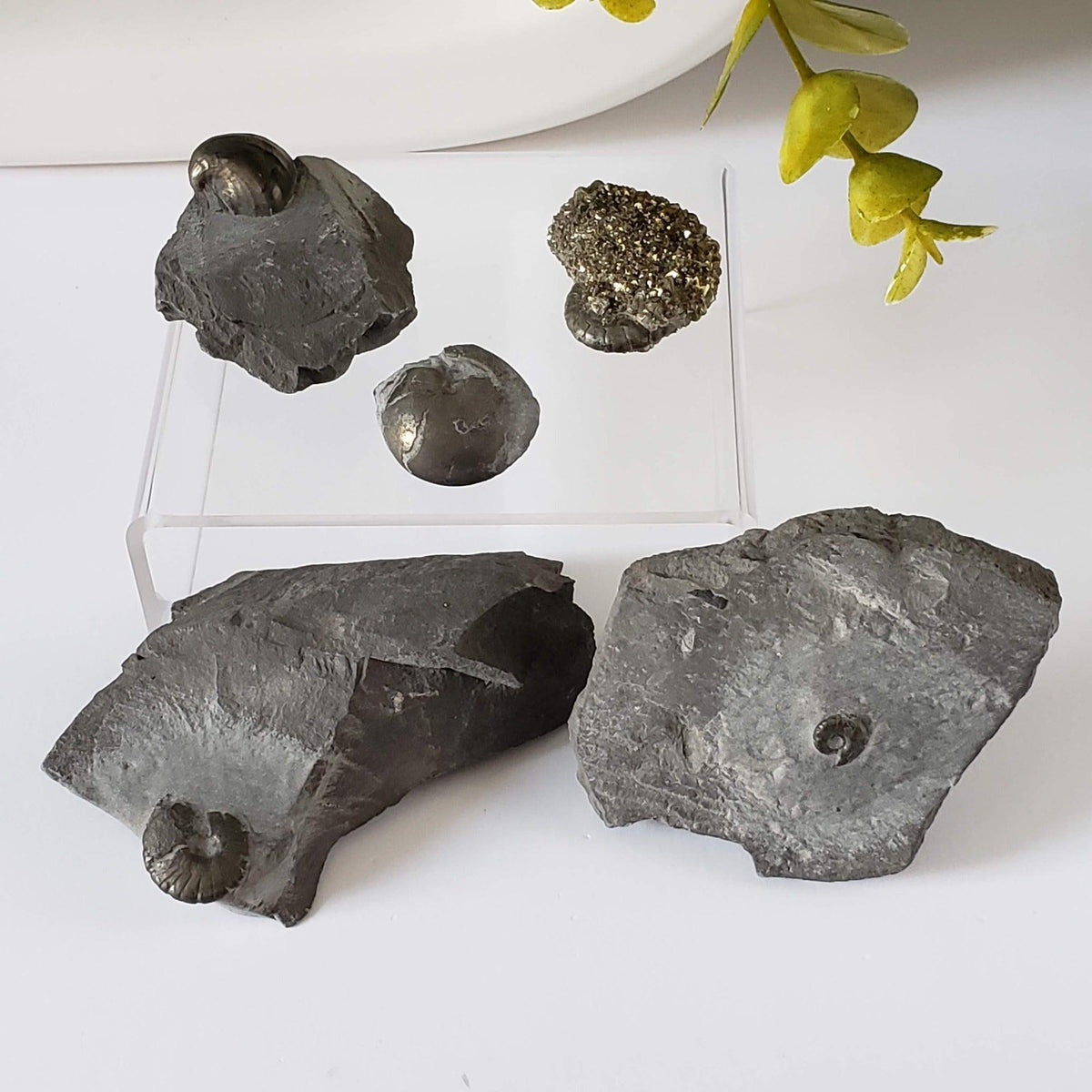  Goniatite, Clymenia, Bivalvia Fossil | Natural Fossilized Pyritized in Host Rock | Fammenian - Devonian | Kowala Formation, Poland | SO24 