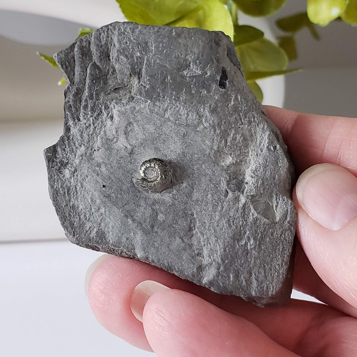  Goniatite, Clymenia, Bivalvia Fossil | Natural Fossilized Pyritized in Host Rock | Fammenian - Devonian | Kowala Formation, Poland | SO24 1