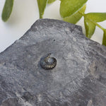  Goniatite, Clymenia, Bivalvia Fossil | Natural Fossilized Pyritized in Host Rock | Fammenian - Devonian | Kowala Formation, Poland | SO24 2