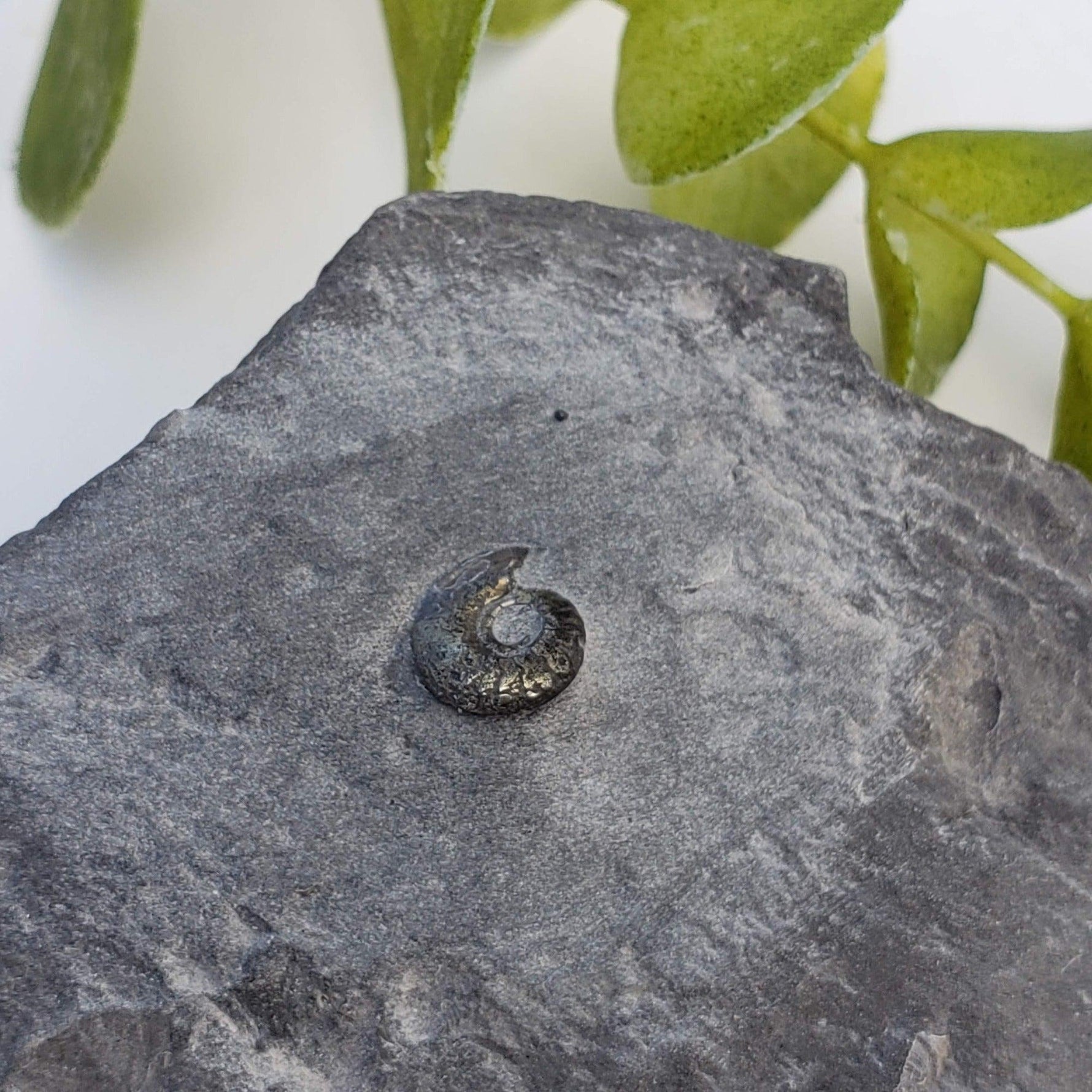  Goniatite, Clymenia, Bivalvia Fossil | Natural Fossilized Pyritized in Host Rock | Fammenian - Devonian | Kowala Formation, Poland | SO24 2