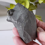  Goniatite, Clymenia, Bivalvia Fossil | Natural Fossilized Pyritized in Host Rock | Fammenian - Devonian | Kowala Formation, Poland | SO24 3