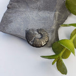  Goniatite, Clymenia, Bivalvia Fossil | Natural Fossilized Pyritized in Host Rock | Fammenian - Devonian | Kowala Formation, Poland | SO24 4