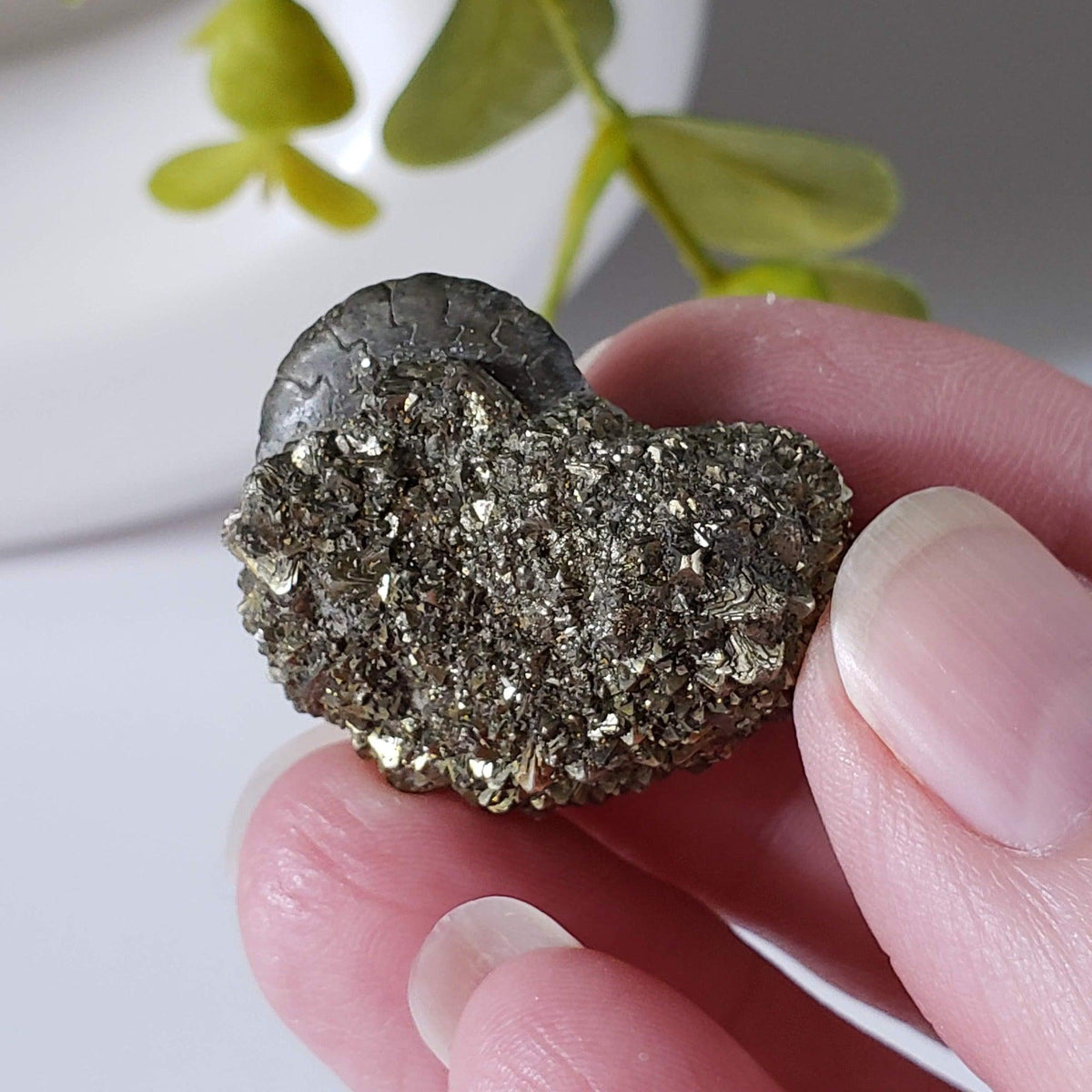  Goniatite, Clymenia, Bivalvia Fossil | Natural Fossilized Pyritized in Host Rock | Fammenian - Devonian | Kowala Formation, Poland | SO24 5