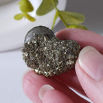  Goniatite, Clymenia, Bivalvia Fossil | Natural Fossilized Pyritized in Host Rock | Fammenian - Devonian | Kowala Formation, Poland | SO24 5