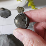  Goniatite, Clymenia, Bivalvia Fossil | Natural Fossilized Pyritized in Host Rock | Fammenian - Devonian | Kowala Formation, Poland | SO24 7