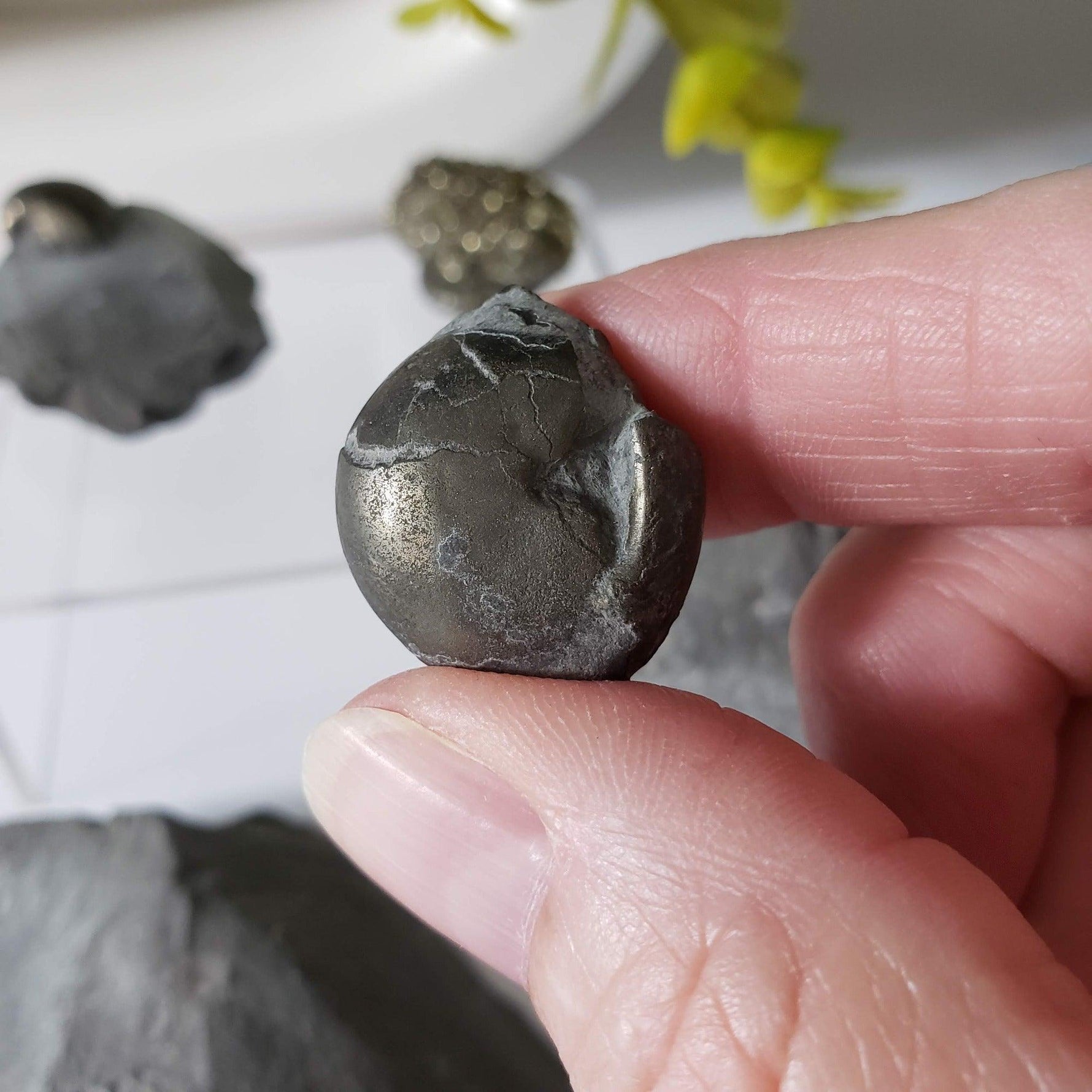  Goniatite, Clymenia, Bivalvia Fossil | Natural Fossilized Pyritized in Host Rock | Fammenian - Devonian | Kowala Formation, Poland | SO24 7